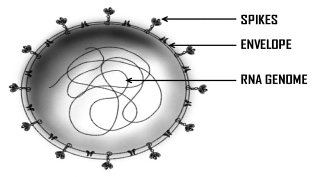 Coronavirus Structure